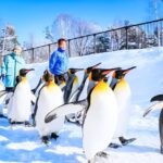 Hokkaido: Asahiyama Zoo, Furano, And Ningle Terrace Tour Tour Overview