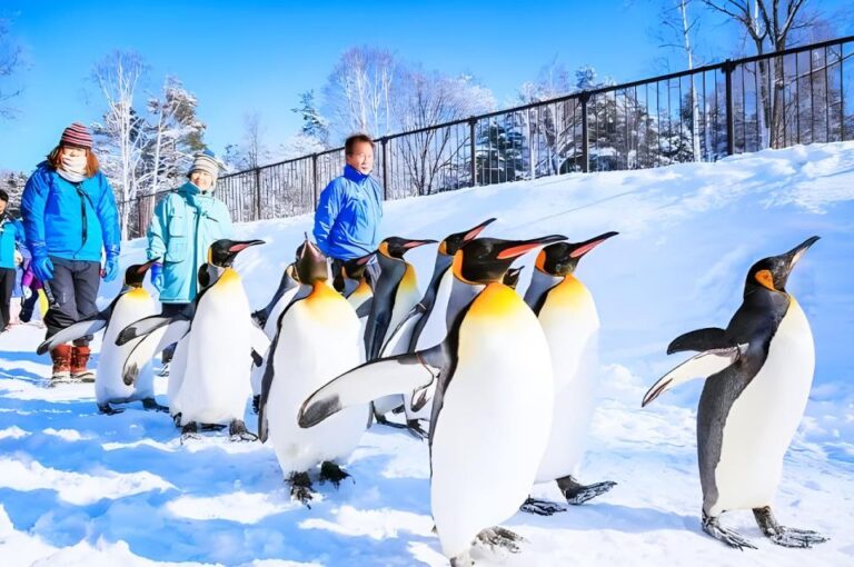 Hokkaido: Asahiyama Zoo, Furano, And Ningle Terrace Tour Tour Overview