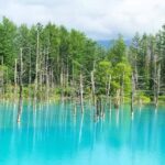 Hokkaido Biei Green Pond And Furano Flower Sea Review Tour Overview