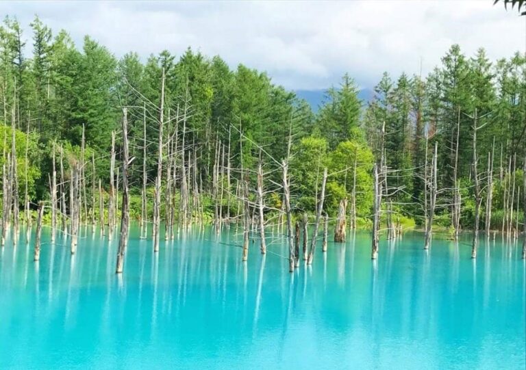 Hokkaido Biei Green Pond And Furano Flower Sea Review Tour Overview