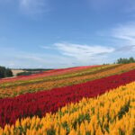 Hokkaido Furano Day Tour Tour Overview