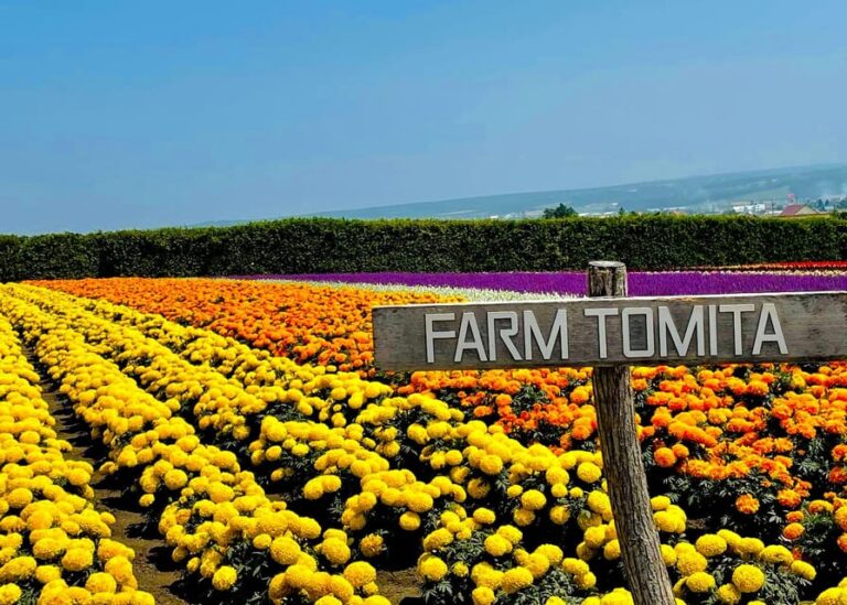 Hokkaido Furano Tomita Farm Tour With Melon Buffet Option Tour Overview And Pricing