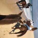 Horse Riding On The Beach With Private Transfer From Lisbon Activity Description