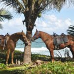 Horseback Riding Tour On The Beaches Of Punta Cana Pickup And Transportation Details