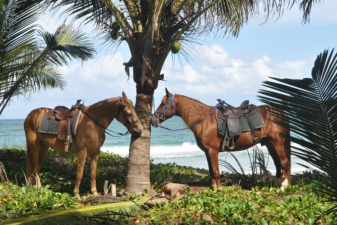 Horseback Riding Tour on the Beaches of Punta Cana - Pickup and Transportation Details