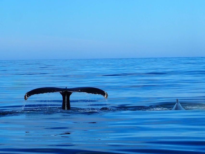 Húsavík: Big Whales and Puffin Island Speedboat Tour - Overview of the Tour