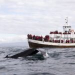 Húsavík: Whale Watching On A Carbon Neutral Oak Boat Tour Details