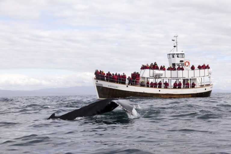 Húsavík: Whale Watching On A Carbon Neutral Oak Boat Tour Details