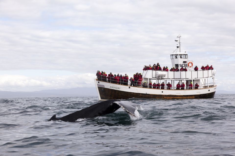 Húsavík: Whale Watching on a Carbon Neutral Oak Boat - Tour Details