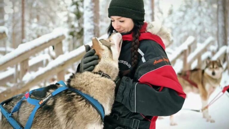 Husky Safari 1 Hour (10 Km) Small Group Mushing Experience Overview Of The Husky Safari