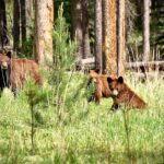 Icefields Parkway Highlights & Secrets | Award Winning Adventure Exploring Banff And Jasper National Parks