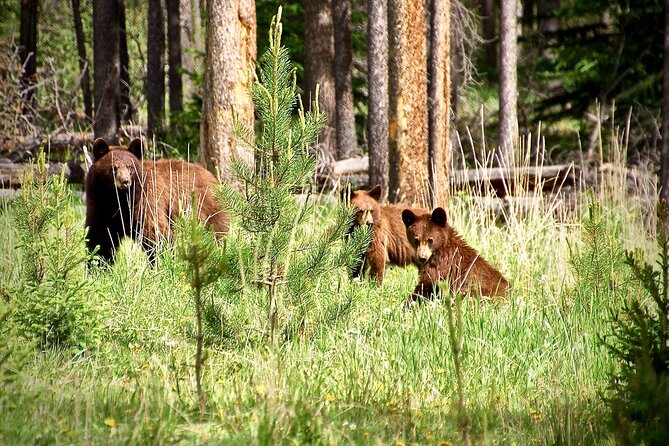 Icefields Parkway Highlights & Secrets | Award-Winning Adventure - Exploring Banff and Jasper National Parks