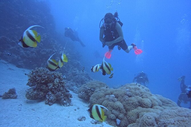 Intro Diving Beginner and Discover Red Sea Underwater - Overview of the Experience