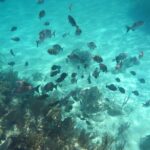 Island Adventure Guided Tour In Bahamas Inclusions