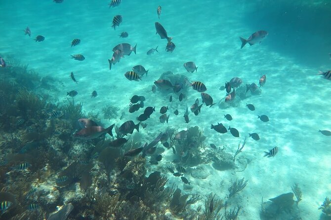 Island Adventure Guided Tour In Bahamas Inclusions