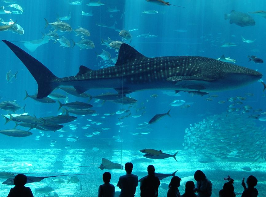 Istanbul Aquarium and Aqua Florya Shopping Mall Tour - Worlds Largest Thematic Aquarium