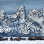 Jackson: Grand Teton And National Elk Refuge Winter Day Trip Activity Overview