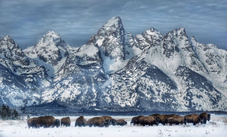 Jackson: Grand Teton And National Elk Refuge Winter Day Trip Activity Overview