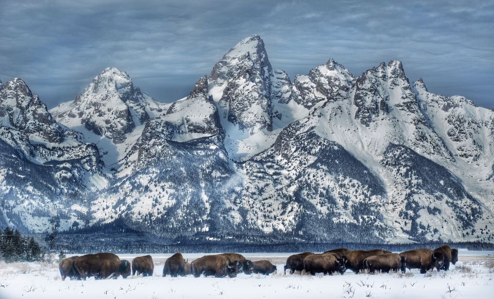 Jackson: Grand Teton and National Elk Refuge Winter Day Trip - Activity Overview