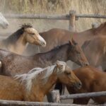 Jackson Hole: Dinner Cookout & Bridger Teton Horseback Ride Overview Of The Experience