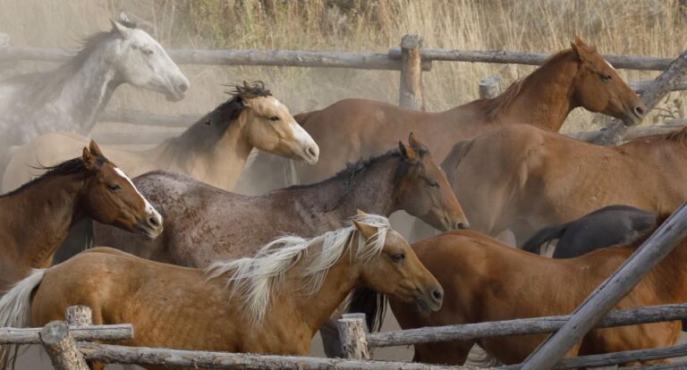 Jackson Hole: Dinner Cookout & Bridger Teton Horseback Ride Overview Of The Experience