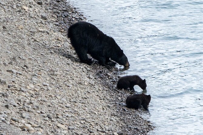 Jasper Evening Wildlife Tour Tour Overview