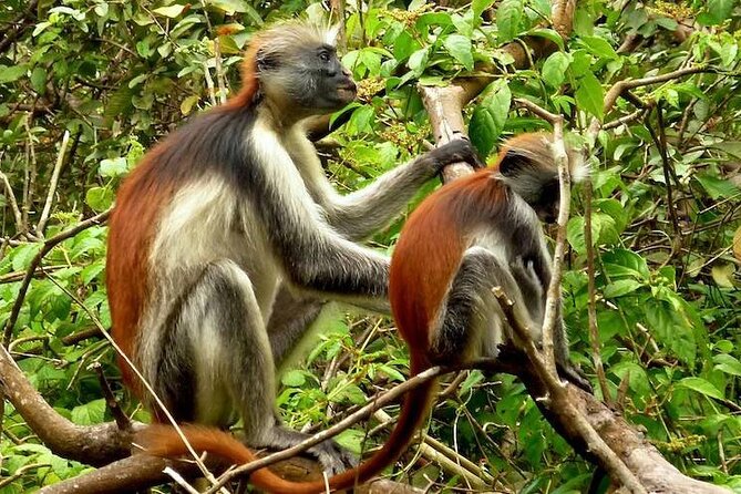 Jozan Forest And Stone Town Tour Tour Overview