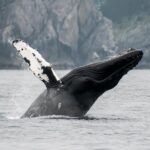 Juneau Wildlife Whale Watching & Mendenhall Glacier Highlights Of The Glacier