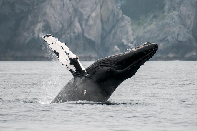 Juneau Wildlife Whale Watching & Mendenhall Glacier - Highlights of the Glacier