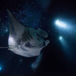 Kailua Kona: Manta Ray Watching Nighttime Boat Trip Activity Overview