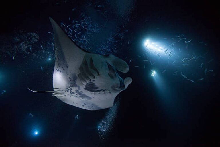 Kailua Kona: Manta Ray Watching Nighttime Boat Trip Activity Overview