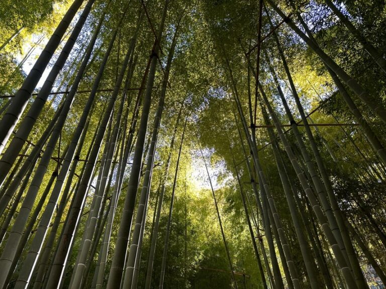 Kamakura: Cycle Through Centuries Tour Overview