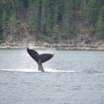 Kayaking With Whales And Wildlife Whale Watching Expedition