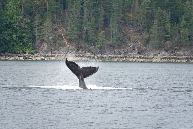 Kayaking With Whales and Wildlife - Whale Watching Expedition