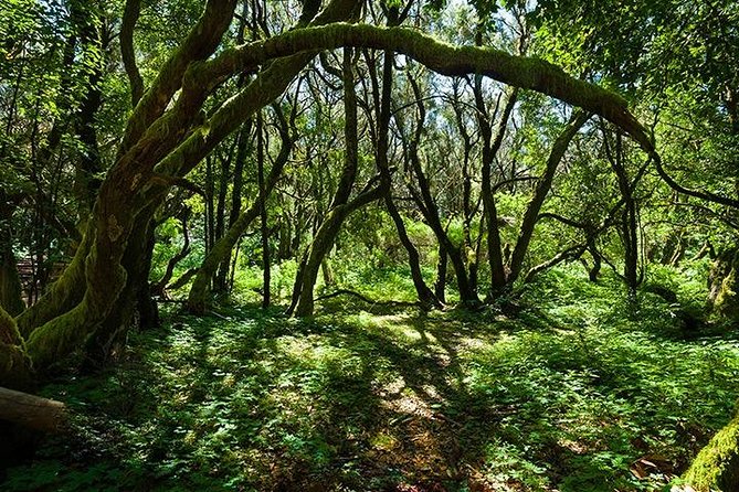 La Gomera Day Trip From Tenerife Overview Of The La Gomera Day Trip