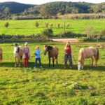 Lagos: A Walk With A Rescued Horse At The Sanctuary Activity Overview