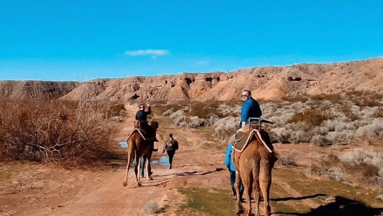 Las Vegas: Desert Camel Ride Overview Of The Experience