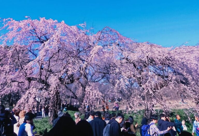 Licensed Guide Shinjuku Dramatic Tour Day Time Tour Overview