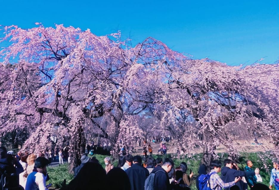 Licensed Guide Shinjuku Dramatic Tour Day Time - Tour Overview