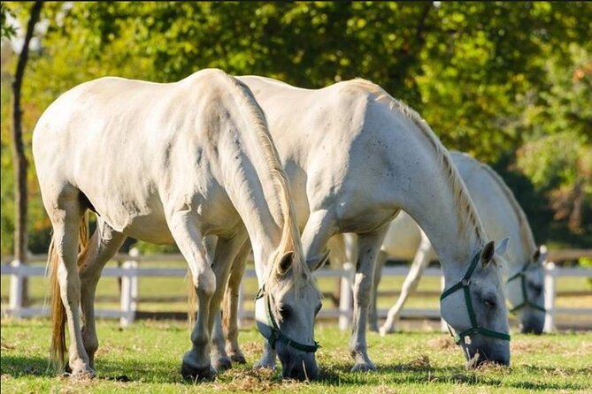 Lipica Stud Farm and Piran Tour From Ljubljana - Tour Overview