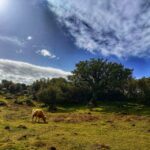 Madeira: Western Madeira Guided Trip & Fanal Mystic Forest Tour Overview And Pricing