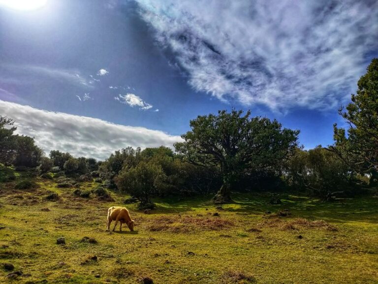 Madeira: Western Madeira Guided Trip & Fanal Mystic Forest Tour Overview And Pricing