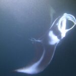 Manta Ray Night Snorkel At Kona, Big Island Meeting And Pickup Information