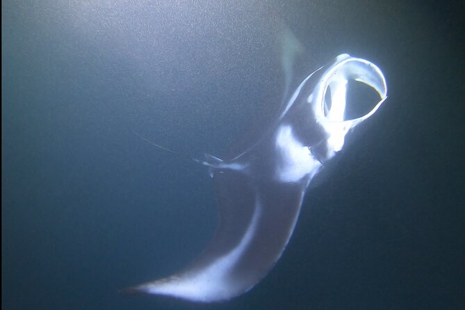 Manta Ray Night Snorkel at Kona, Big Island - Meeting and Pickup Information