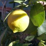 Market Tour, Traditional Cooking And Limoncello Class Distinctive Sicilian Cuisine