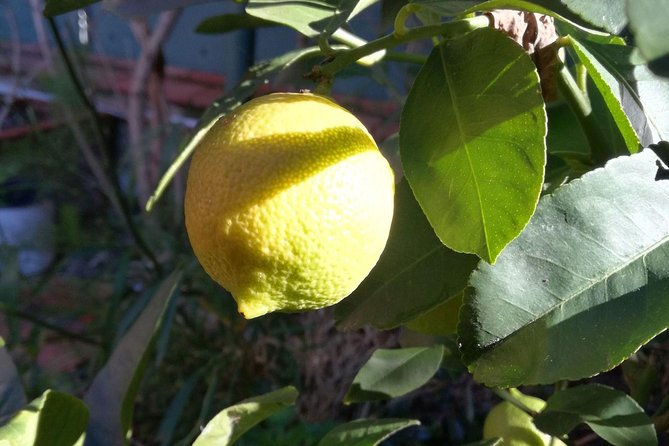 Market Tour, Traditional Cooking and Limoncello Class - Distinctive Sicilian Cuisine