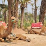 Marrakech Camel Ride Experience With Pick Up Overview Of The Experience