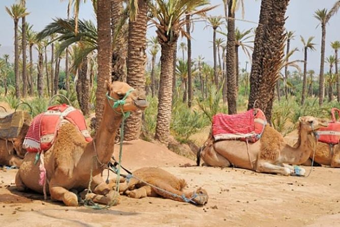 Marrakech Camel Ride Experience With Pick-Up - Overview of the Experience