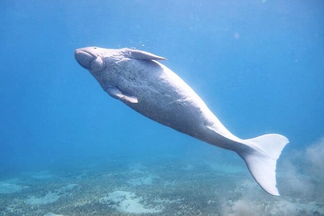 Marsa Mubarak Snorkeling With Dugong and Turtles - Marsa Alam - Overview of the Marsa Mubarak Snorkeling Tour