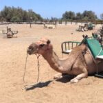 Maspalomas: E Scooter Chopper 2 Seat Optional Camel Tour Activity Overview